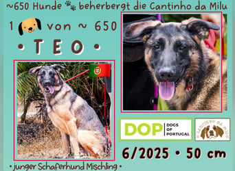 JUNGHUND TEO ♦️ ist in der Cantinho da Milu ♦️ und braucht ein Zuhause