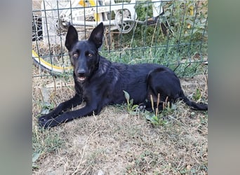 Lilly ein schwarzer Engel