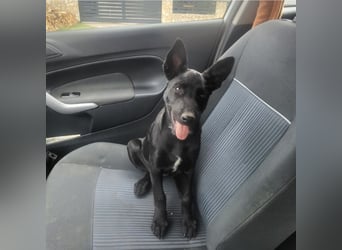 Lilly ein schwarzer Engel
