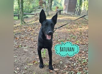 Batuhan eine schwarze Schönheit