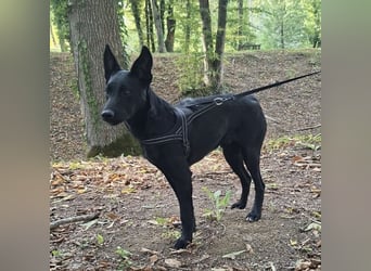 Batuhan eine schwarze Schönheit