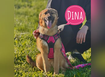 Dina eine sanfte Seele