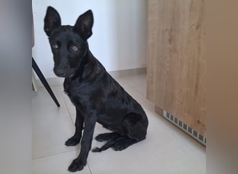 Lilly ein schwarzer Engel