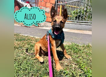 Aliso ein Traumwesen