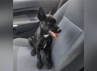 Lilly ein schwarzer Engel