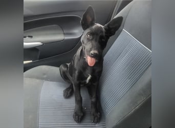 Lilly ein schwarzer Engel