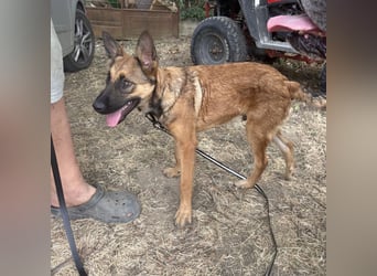 Aliso ein Traumwesen