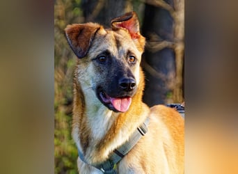 Boško ein gutmütiger Engel