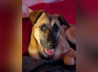 Boško ein gutmütiger Engel