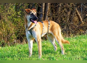 Boško ein gutmütiger Engel