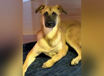 Bosko ein Traumwesen