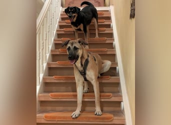 Boško ein gutmütiger Engel