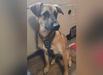 Boško ein gutmütiger Engel