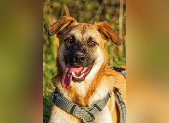 Boško ein gutmütiger Engel