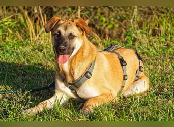 Boško ein gutmütiger Engel