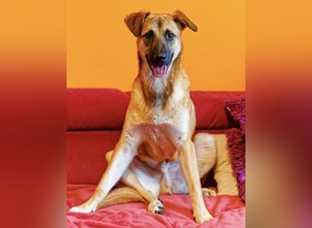 Boško ein gutmütiger Engel