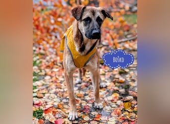 Bosko ein Traumwesen