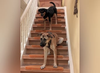 Boško ein gutmütiger Engel