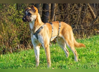 Boško ein gutmütiger Engel