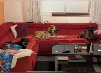 Boško ein gutmütiger Engel