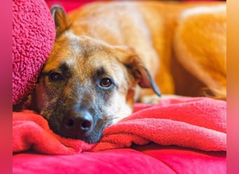 Bosko ein Traumwesen