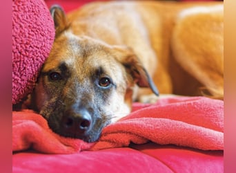 Boško ein gutmütiger Engel