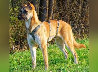 Bosko ein Traumwesen