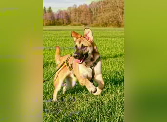 Boško ein gutmütiger Engel