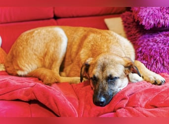 Boško ein gutmütiger Engel