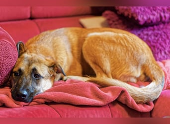 Boško ein gutmütiger Engel