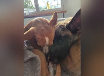 SANSA-Sansa wartet darauf, endlich anzukommen in einem liebevollen Zuhause