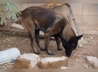 ARTEMIS-sehr große Sozialkompetenz zu Artgenossen,überaus freundlich zu Menschen.Wer hat ein Zuhause