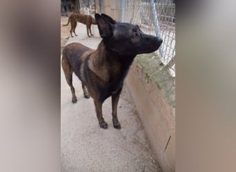 ARTEMIS-sehr große Sozialkompetenz zu Artgenossen,überaus freundlich zu Menschen.Wer hat ein Zuhause