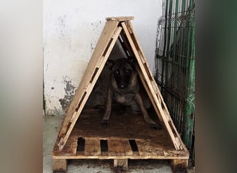 SANSA-Sansa wartet darauf, endlich anzukommen in einem liebevollen Zuhause