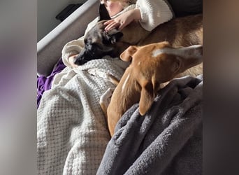 SANSA-Sansa wartet darauf, endlich anzukommen in einem liebevollen Zuhause