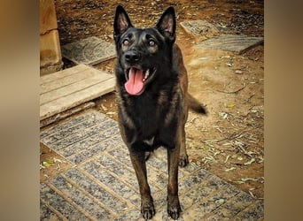 ARTEMIS-sehr große Sozialkompetenz zu Artgenossen,überaus freundlich zu Menschen.Wer hat ein Zuhause