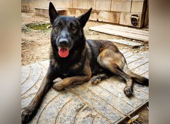 ARTEMIS-sehr große Sozialkompetenz zu Artgenossen,überaus freundlich zu Menschen.Wer hat ein Zuhause