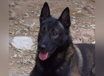 ARTEMIS-sehr große Sozialkompetenz zu Artgenossen,überaus freundlich zu Menschen.Wer hat ein Zuhause