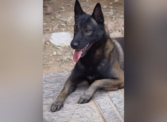 ARTEMIS-sehr große Sozialkompetenz zu Artgenossen,überaus freundlich zu Menschen.Wer hat ein Zuhause