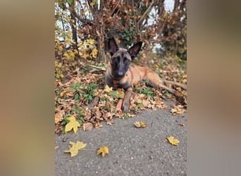 SANSA-Sansa wartet darauf, endlich anzukommen in einem liebevollen Zuhause