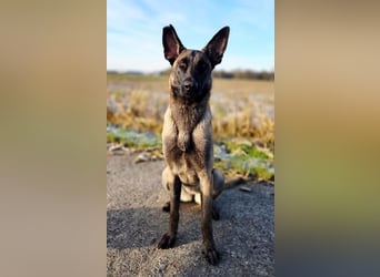 SANSA-Sansa wartet darauf, endlich anzukommen in einem liebevollen Zuhause