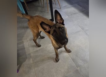 SANSA-Sansa wartet darauf, endlich anzukommen in einem liebevollen Zuhause