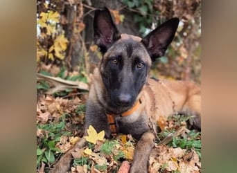 SANSA-Sansa wartet darauf, endlich anzukommen in einem liebevollen Zuhause