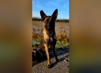 SANSA-Sansa wartet darauf, endlich anzukommen in einem liebevollen Zuhause