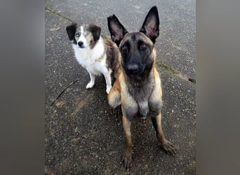 SANSA-Sansa wartet darauf, endlich anzukommen in einem liebevollen Zuhause