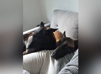 SANSA-Sansa wartet darauf, endlich anzukommen in einem liebevollen Zuhause