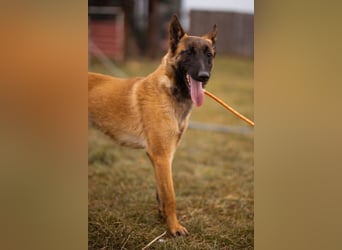 Belgische Schäfi-Mix-Junghündin ♥ Foxy ♥ aktiv und sozial