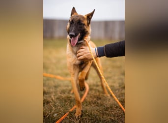 Belgische Schäfi-Mix-Junghündin ♥ Foxy ♥ aktiv und sozial