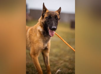 Belgische Schäfi-Mix-Junghündin ♥ Foxy ♥ noch etwas schüchtern; braucht Liebe & Vertrauen