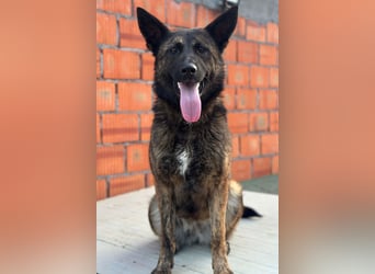 Ciska ❤️ liebe, so kuschlige Belg. Schäfi-Mix Hündin